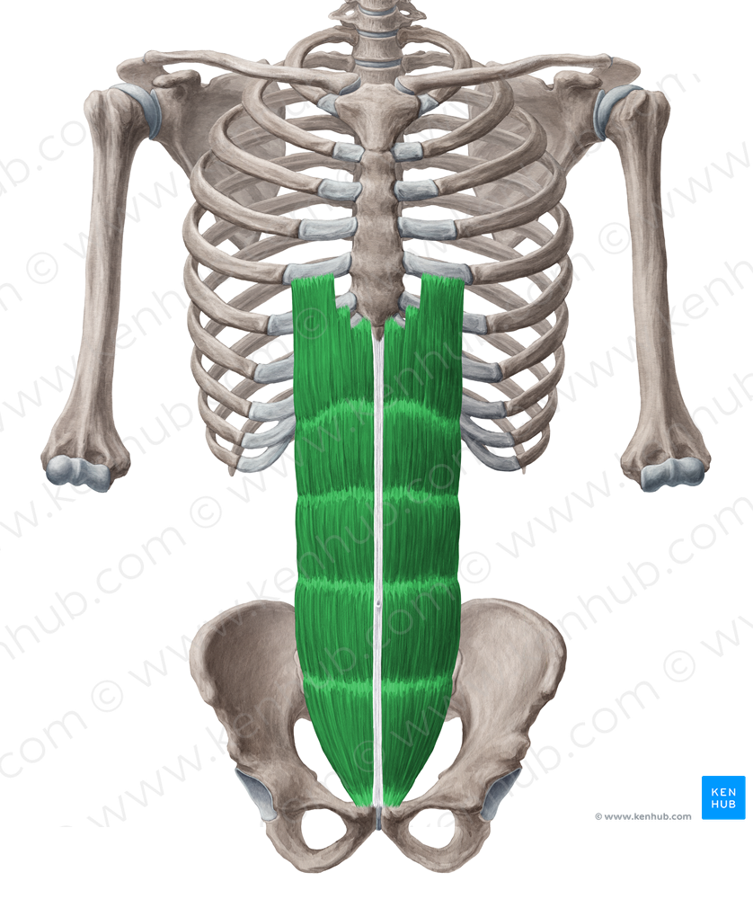 Rectus abdominis muscle (#5828)
