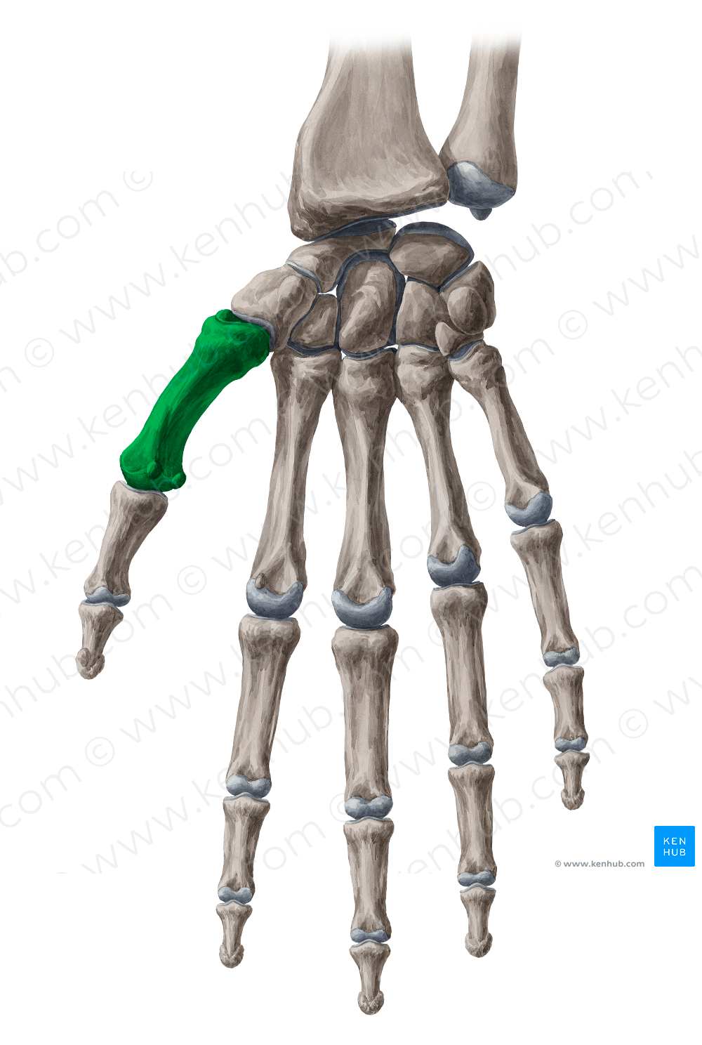 1st metacarpal bone (#7413)