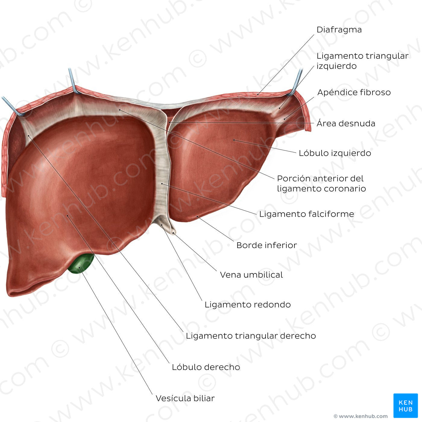 Anterior view of the liver (Spanish)