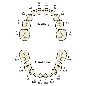 Universal Numbering System (deciduous teeth) (English)