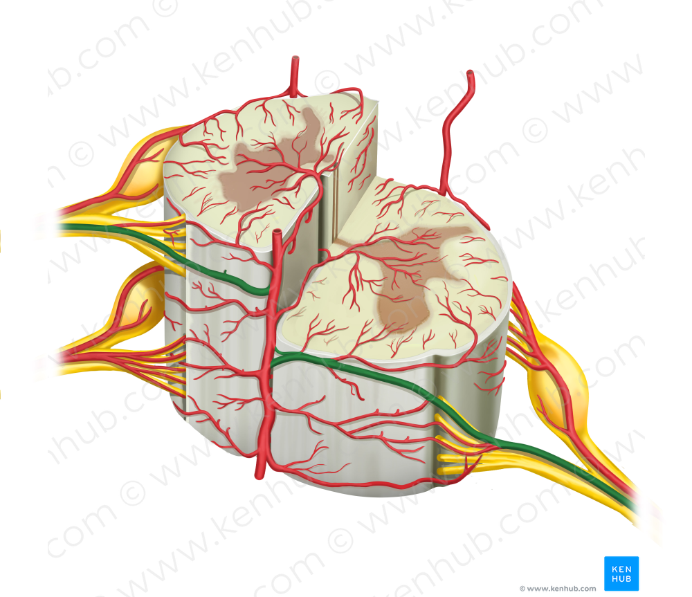 Anterior segmental medullary artery (#1504)