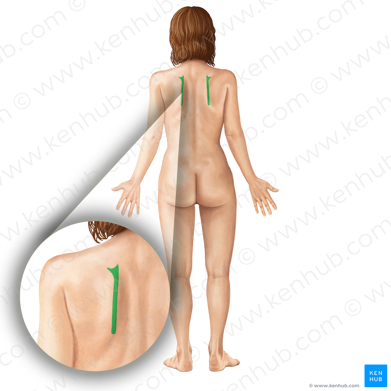 Medial border of scapula (#19772)