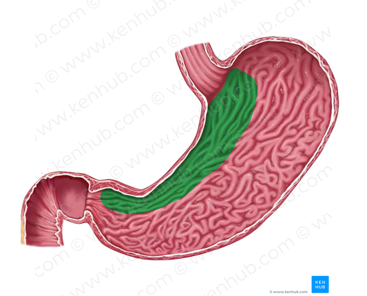 Gastric canal (#2319)