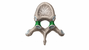 Pedicle of vertebral arch (#11385)