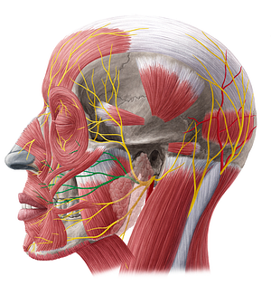 Zygomatic branches of facial nerve (#8583)