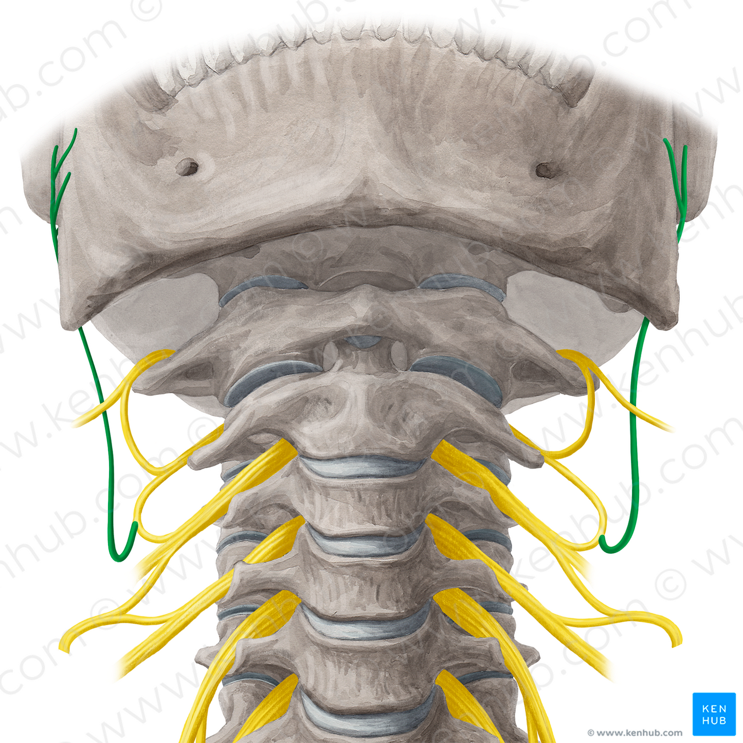 Great auricular nerve (#6329)