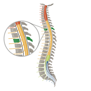 Vertebra T3 (#16102)