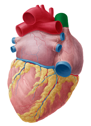 Superior vena cava (#10087)