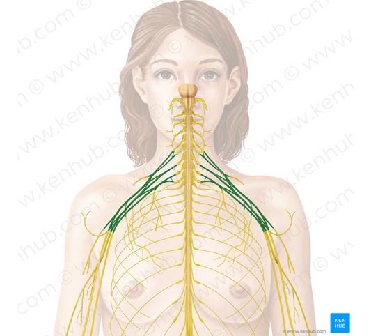 Brachial plexus (#7953)