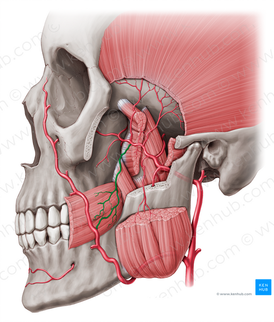 Buccal artery (#908)