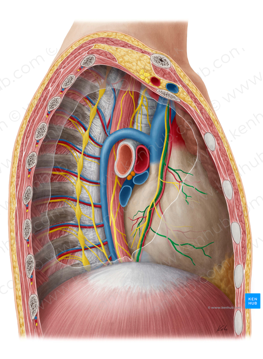 Pericardiacophrenic vein (#10463)