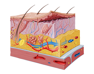 Tactile corpuscle (#2921)