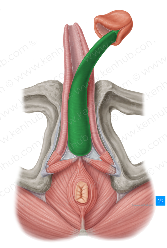 Corpus spongiosum of penis (#2993)