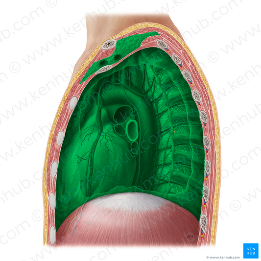 Mediastinum (#12156)