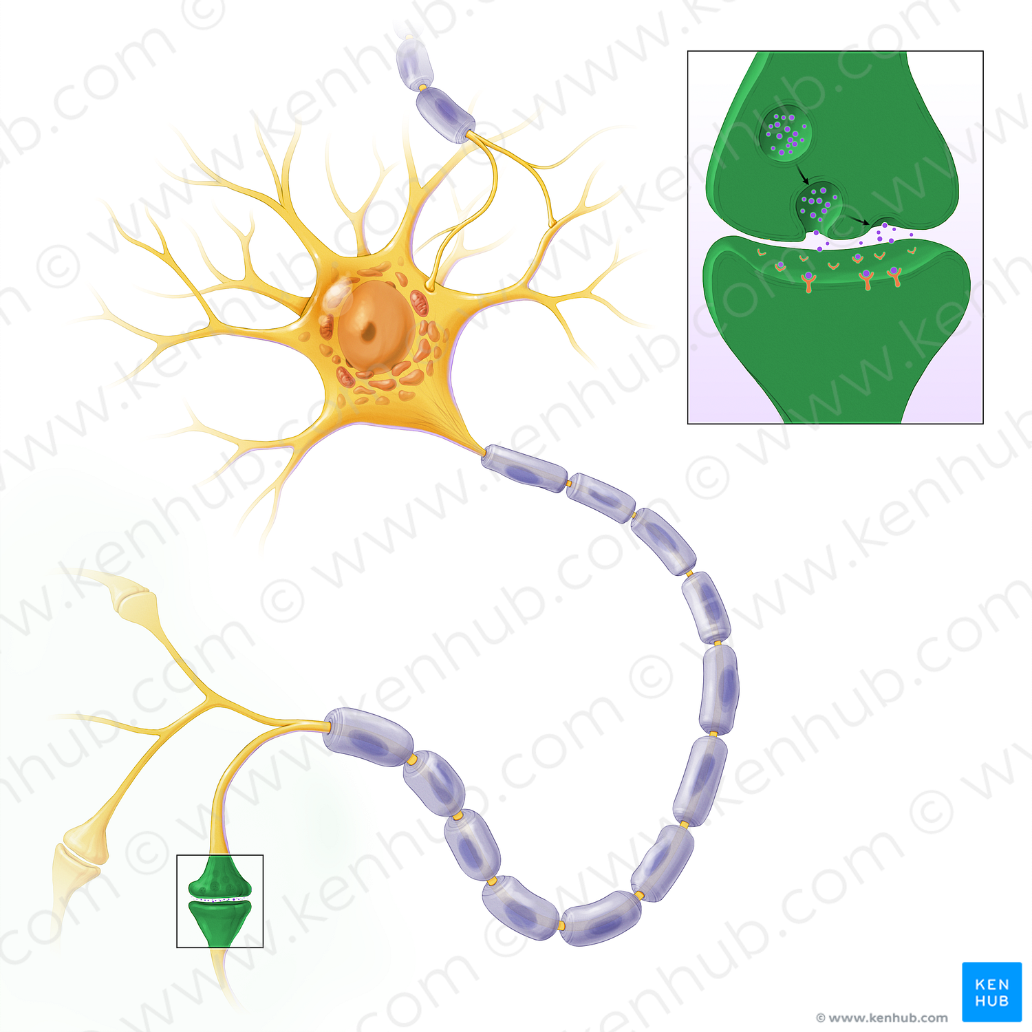 Synapse (#13596)