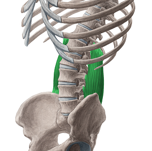 Quadratus lumborum muscle (#5816)