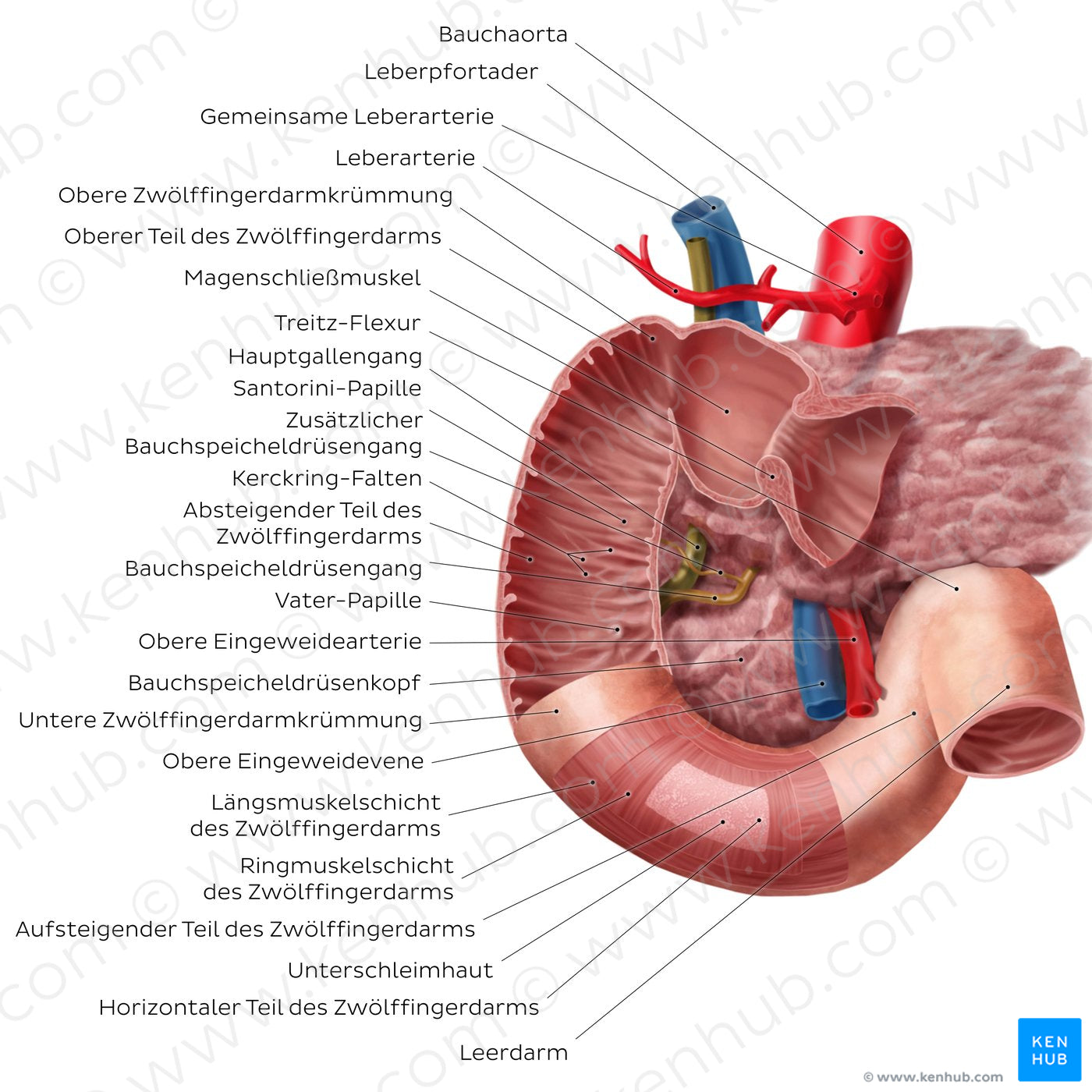 Duodenum (German)