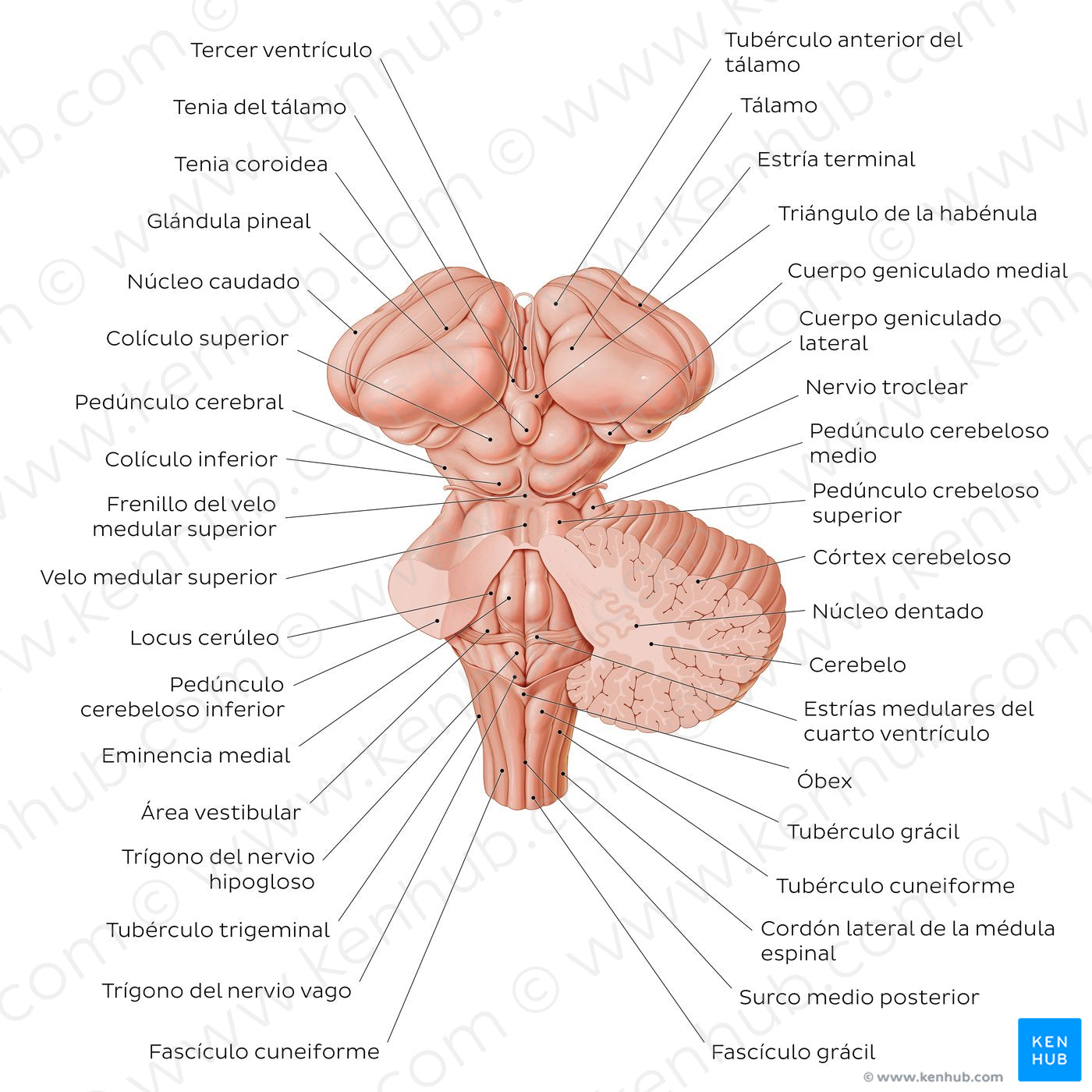 Brainstem and related structures (Spanish)