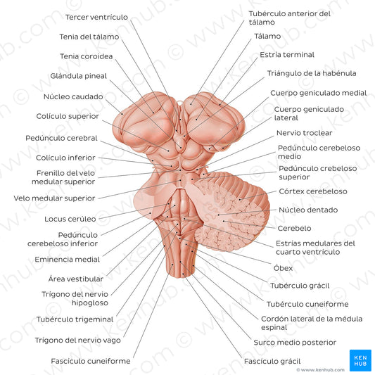 Brainstem and related structures (Spanish)