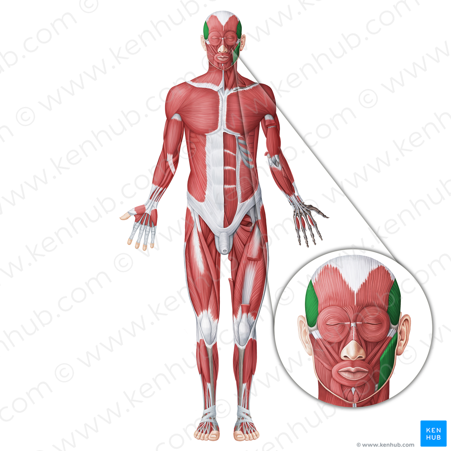 Masticatory muscles (#20089)