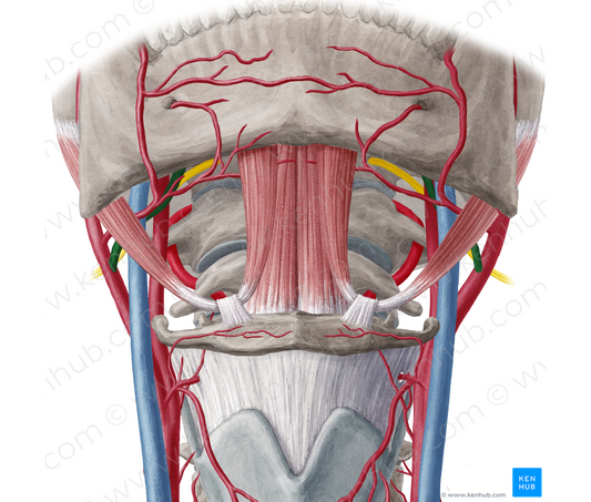 Lingual artery (#1480)