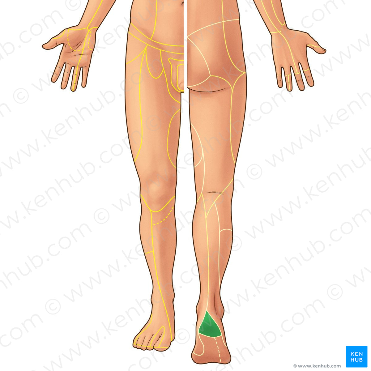 Medial calcaneal branches of tibial nerve (#21934)