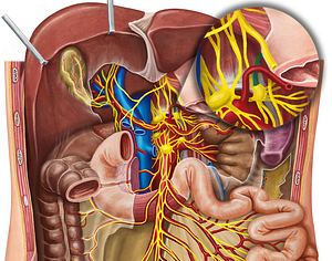 Left greater thoracic splanchnic nerve (#6768)