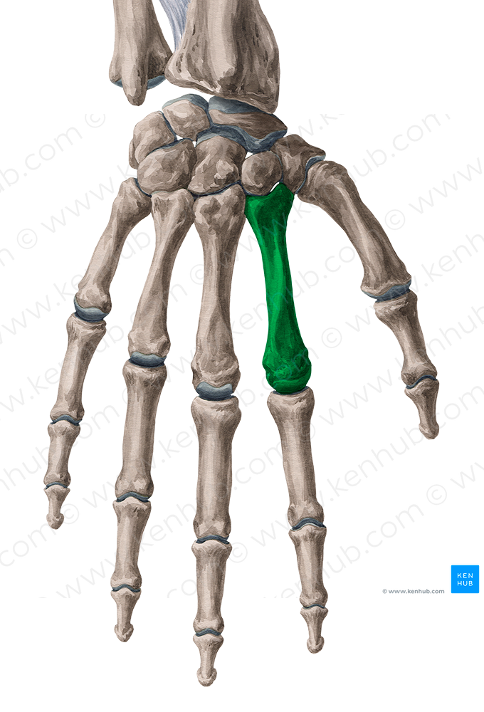 2nd metacarpal bone (#7415)