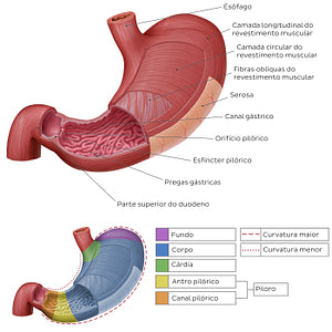Musculature and mucosa of the stomach (Portuguese)
