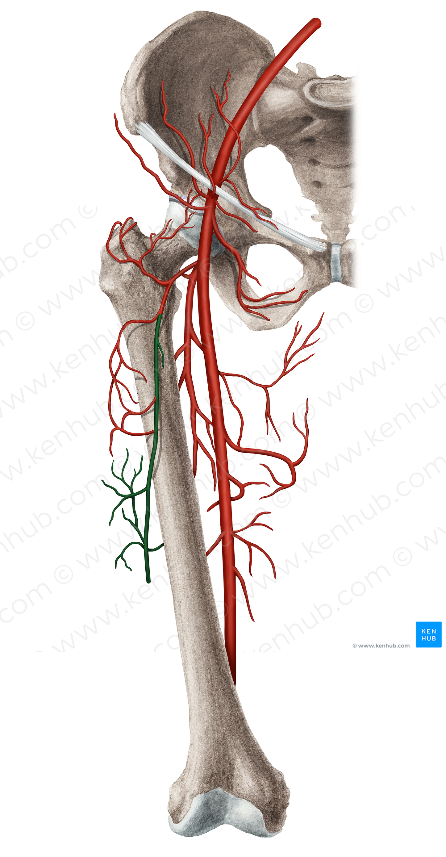 Descending branch of lateral circumflex femoral artery (#8657)