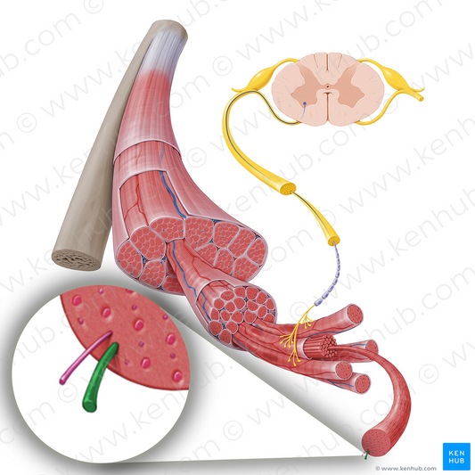 Myosin (#17234)