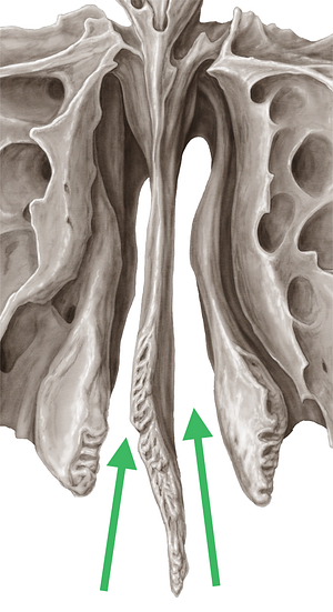 Superior nasal meatus (#4992)