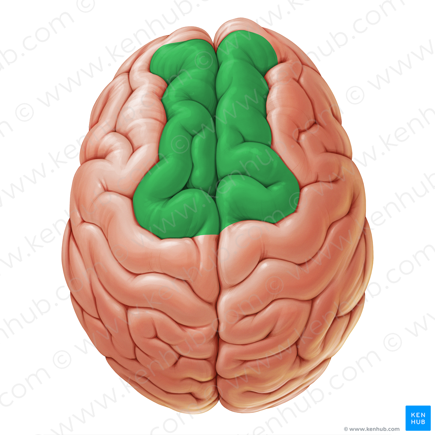 Superior frontal gyrus (#19065)