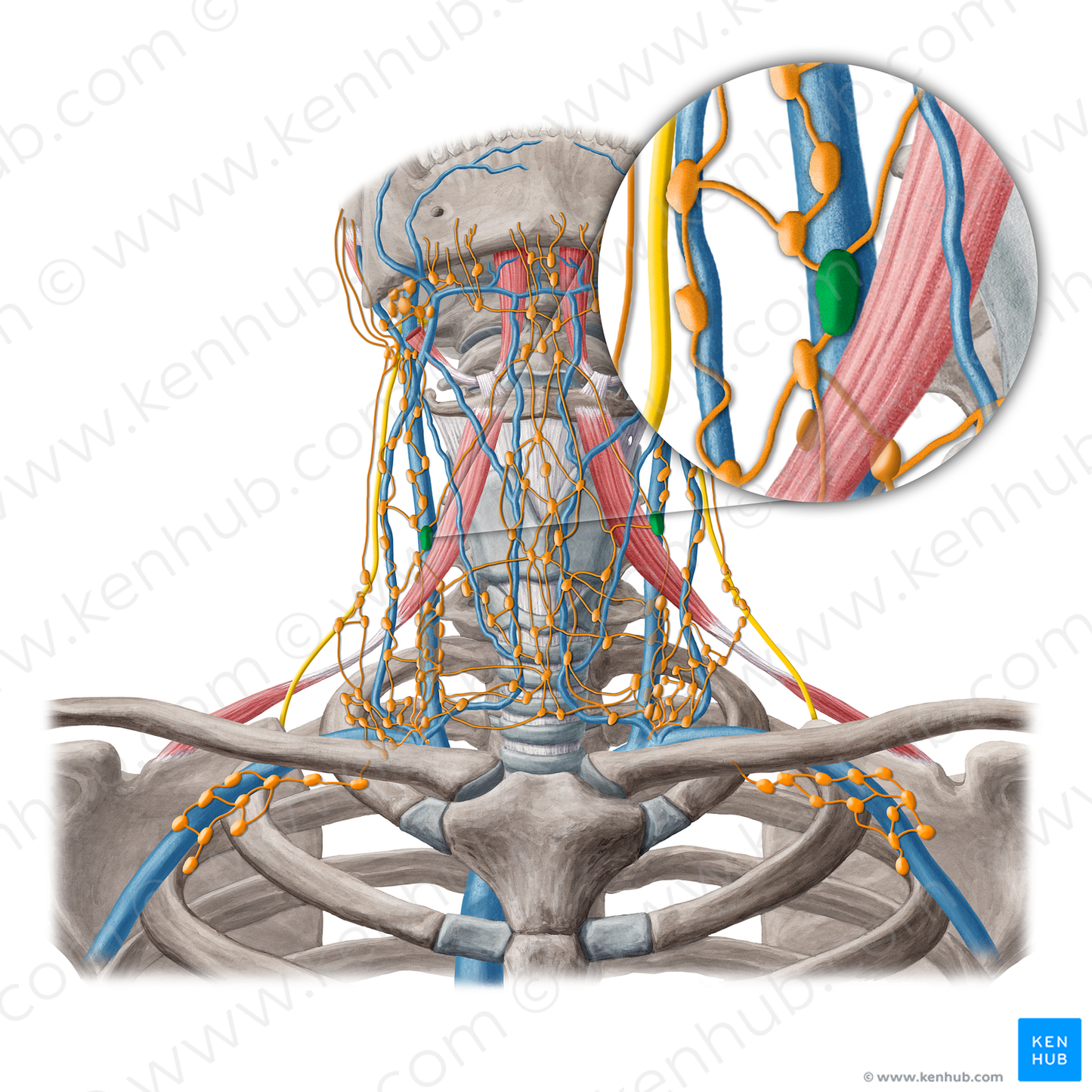 Juguloomohyoid lymph nodes (#6935)