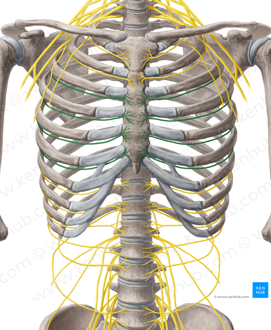 3rd-6th intercostal nerves (#6242)