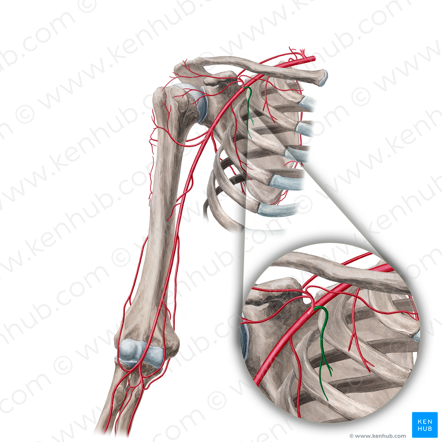 Pectoral branches of thoracoacromial artery (#18940)