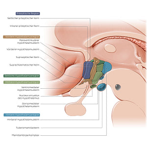 Hypothalamus: nuclei (German)