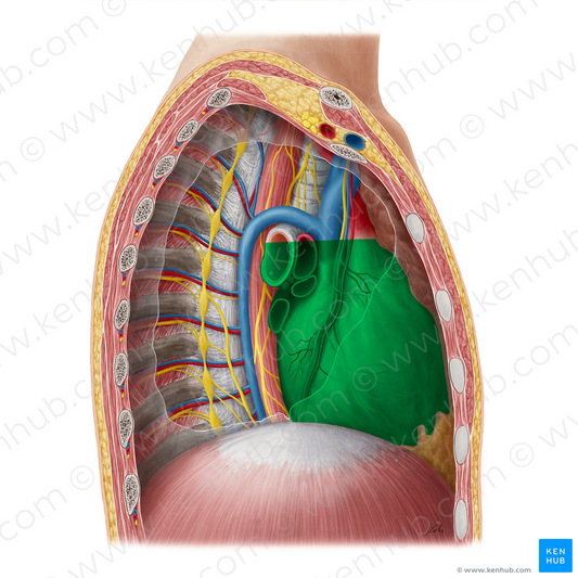 Middle mediastinum (#16207)