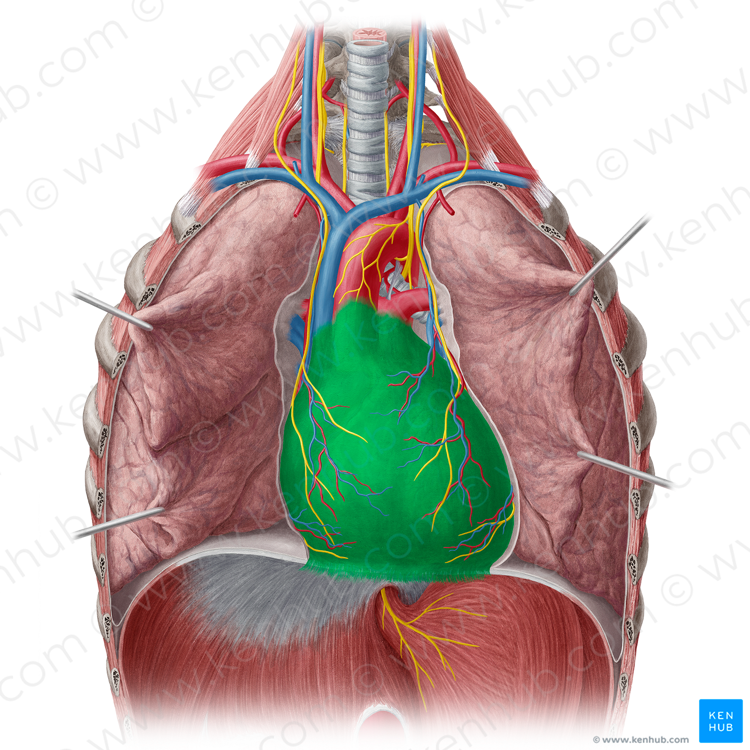 Pericardium (#7853)