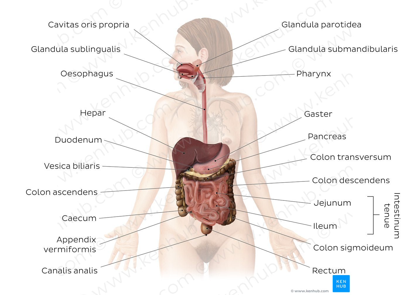 Digestive system (Latin)