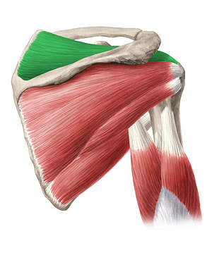 Supraspinatus muscle (#6056)
