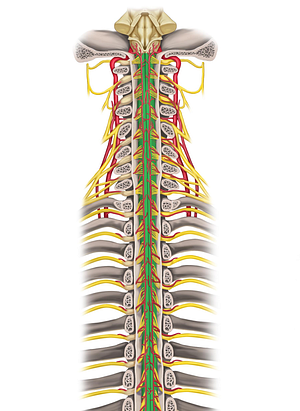 Spinal cord (#5022)