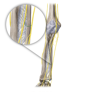 Communicating branch of median nerve with ulnar nerve (#20408)