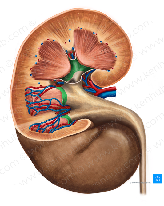 Minor renal calices (#2294)