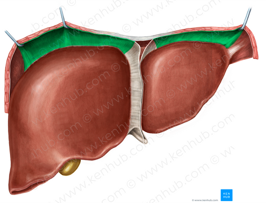 Anterior part of coronary ligament of liver (#4508)