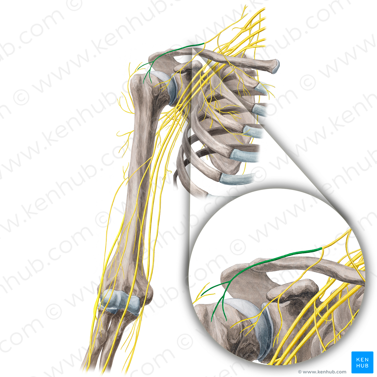 Lateral supraclavicular nerves (#21682)