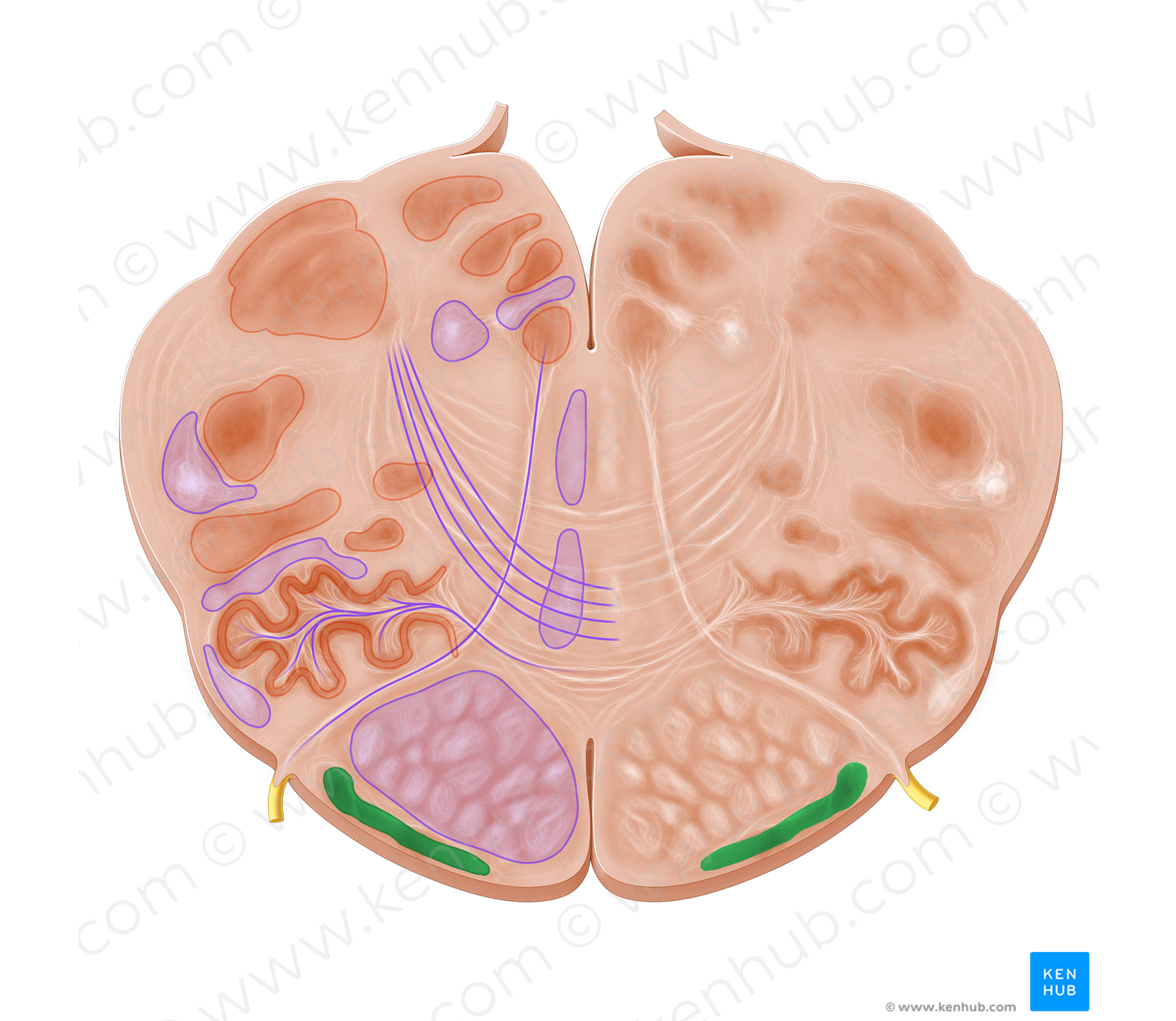 Arcuate nucleus of medulla oblongata (#7171)