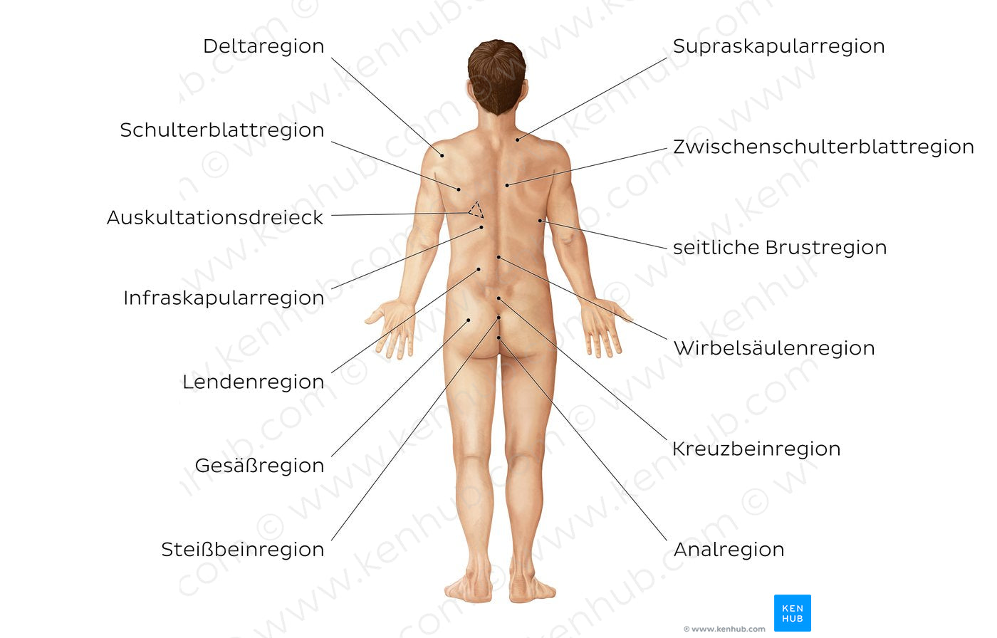 Regions of the back and buttocks (German)