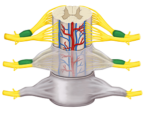 Spinal ganglion (#4010)