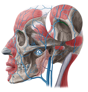 Nasofrontal vein (#20500)